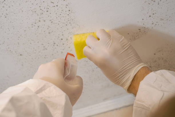 Best Asbestos and Lead Testing During Mold Inspection  in Leesville, LA