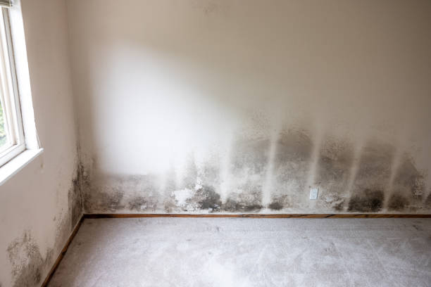 Best Mold Odor Removal Services  in Leesville, LA