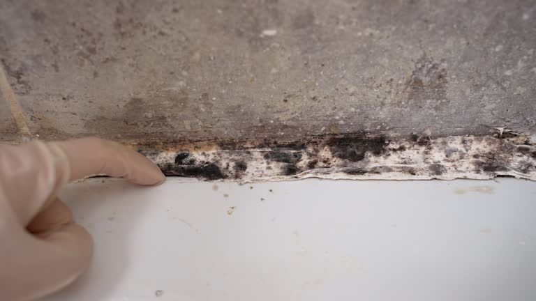 Best Residential Mold Inspection & Testing  in Leesville, LA